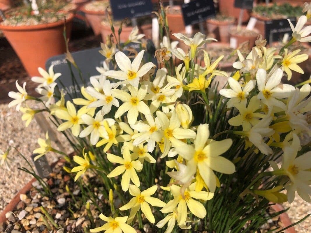 Narciso 2