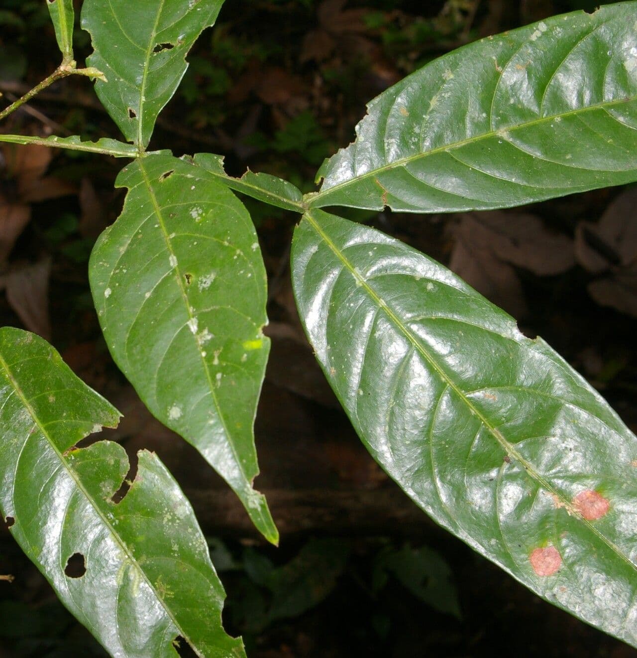 Inga 6