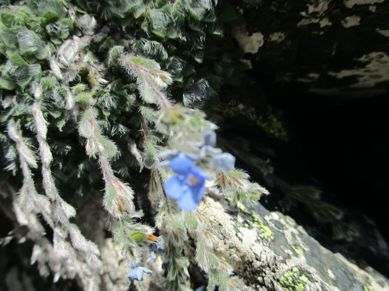 Eritrichium nanum 3