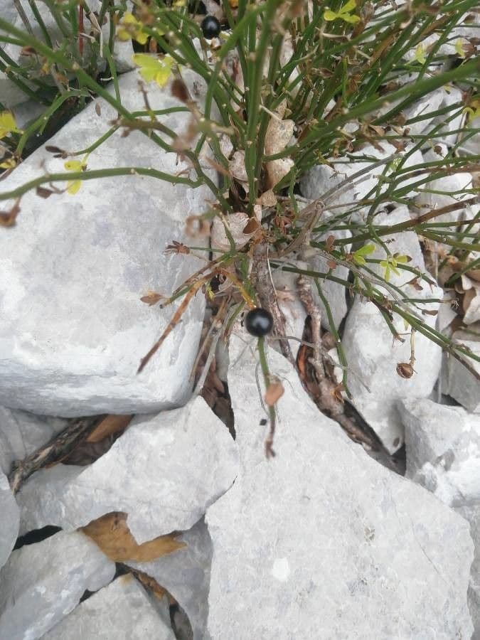 Winter-Jasmin