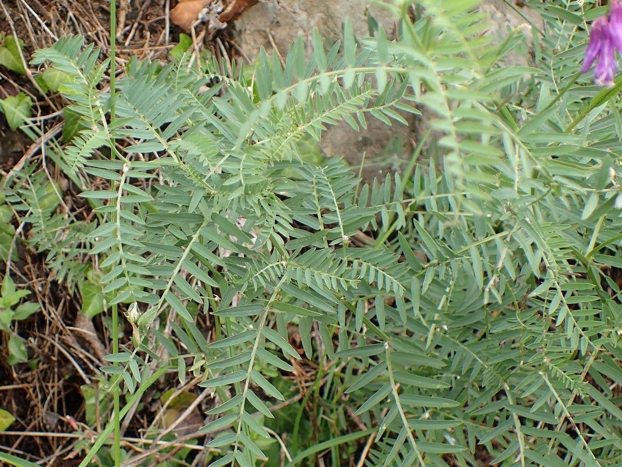Schmalblättrige Wicke 12
