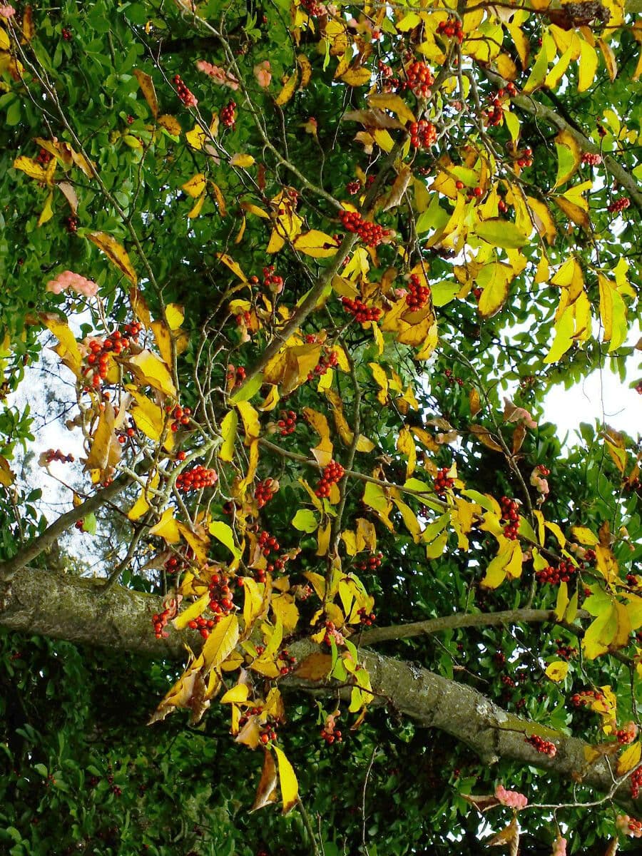 Ilex decidua 5