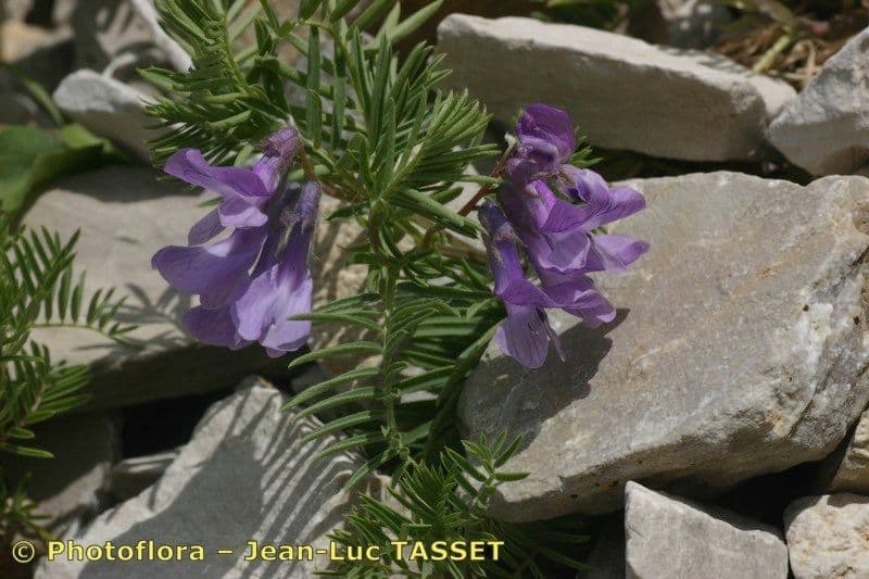 Vesce 19