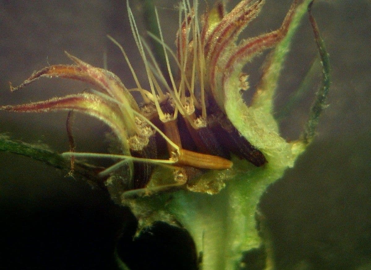 Tolpis barbata 4