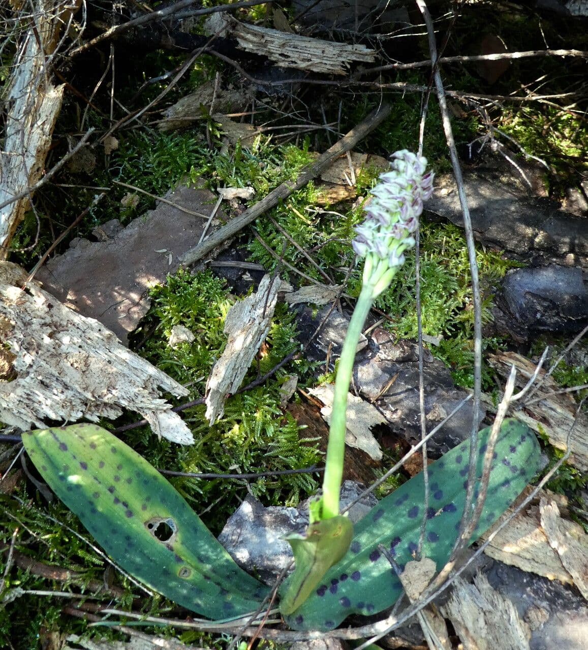 Orchidea maculata 14