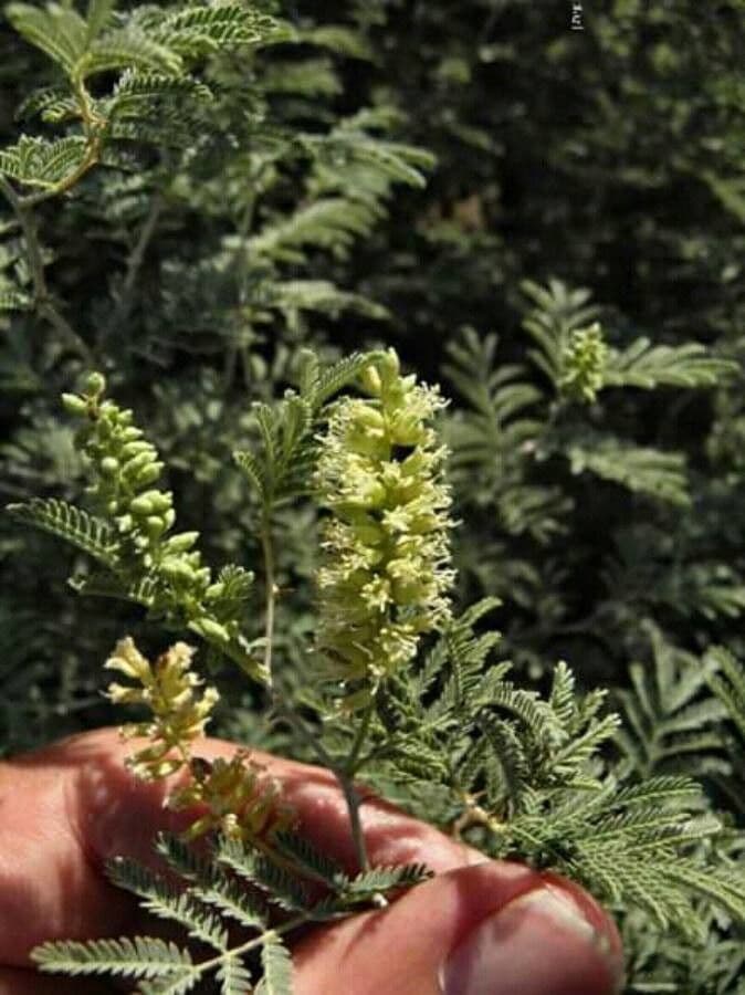 Prosopis 8