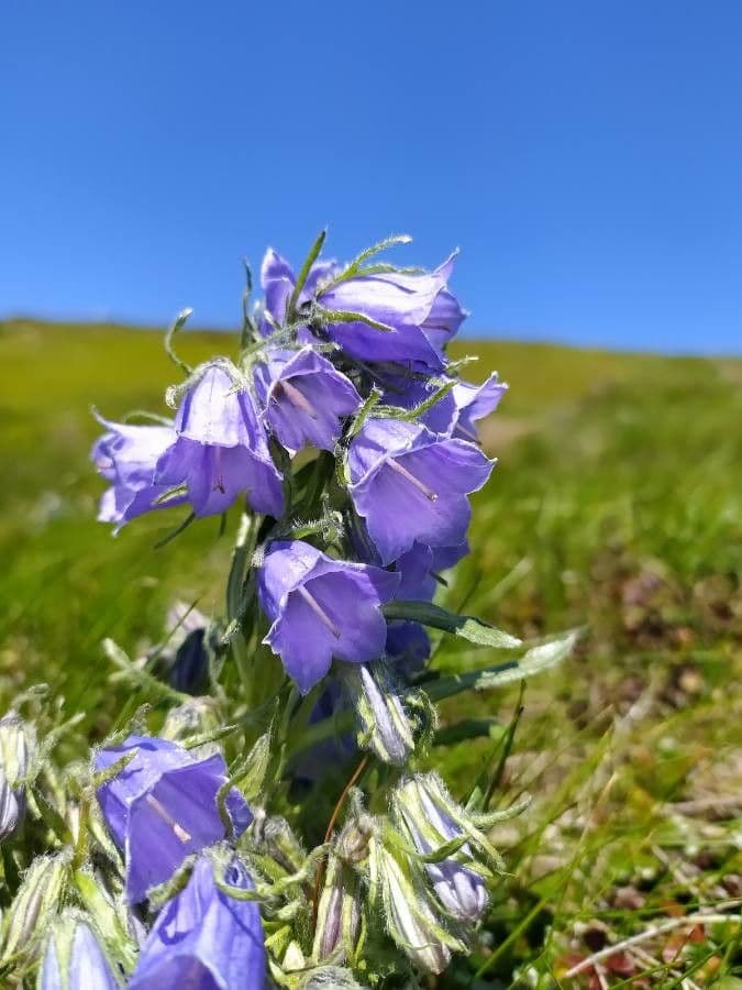 Campanula delle Alpi 6
