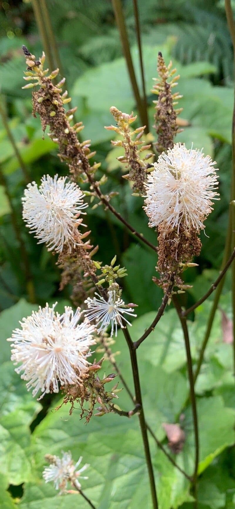Actaea alta