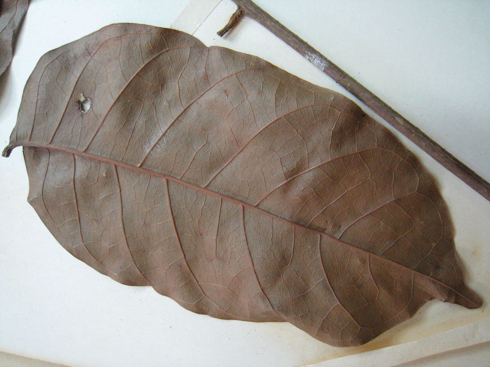 Trattinnickia 3