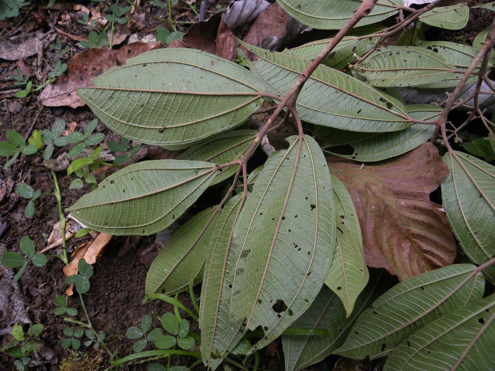 Miconia a spighe multiple 8
