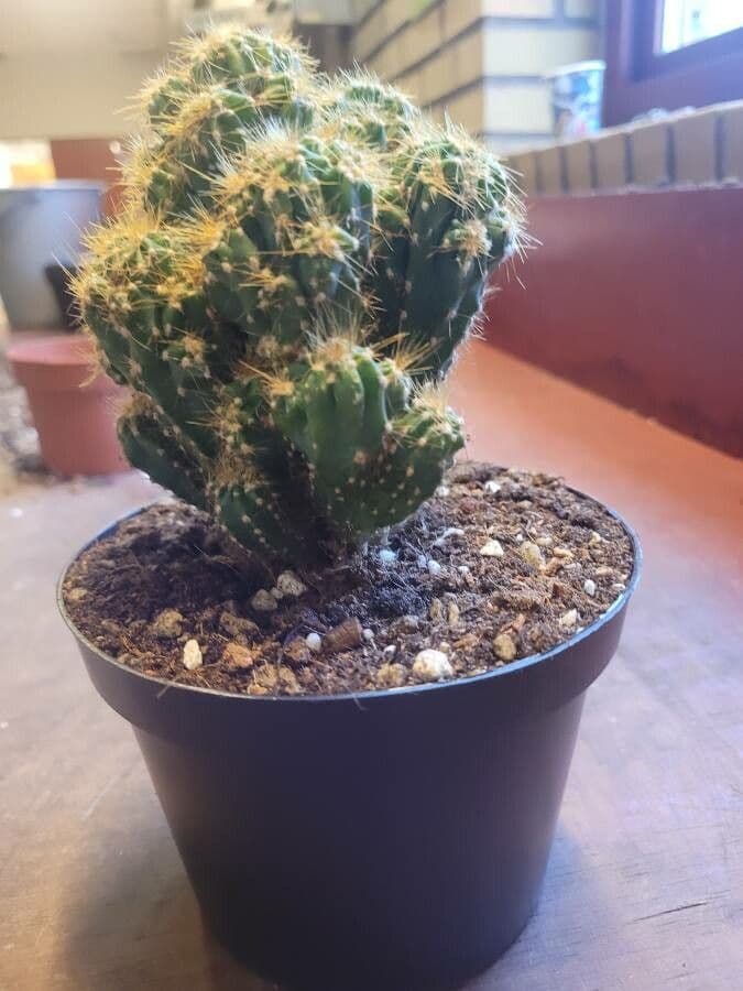 Cactus mela del Perù 24