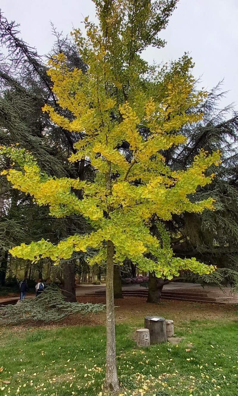 Ginkgo 15