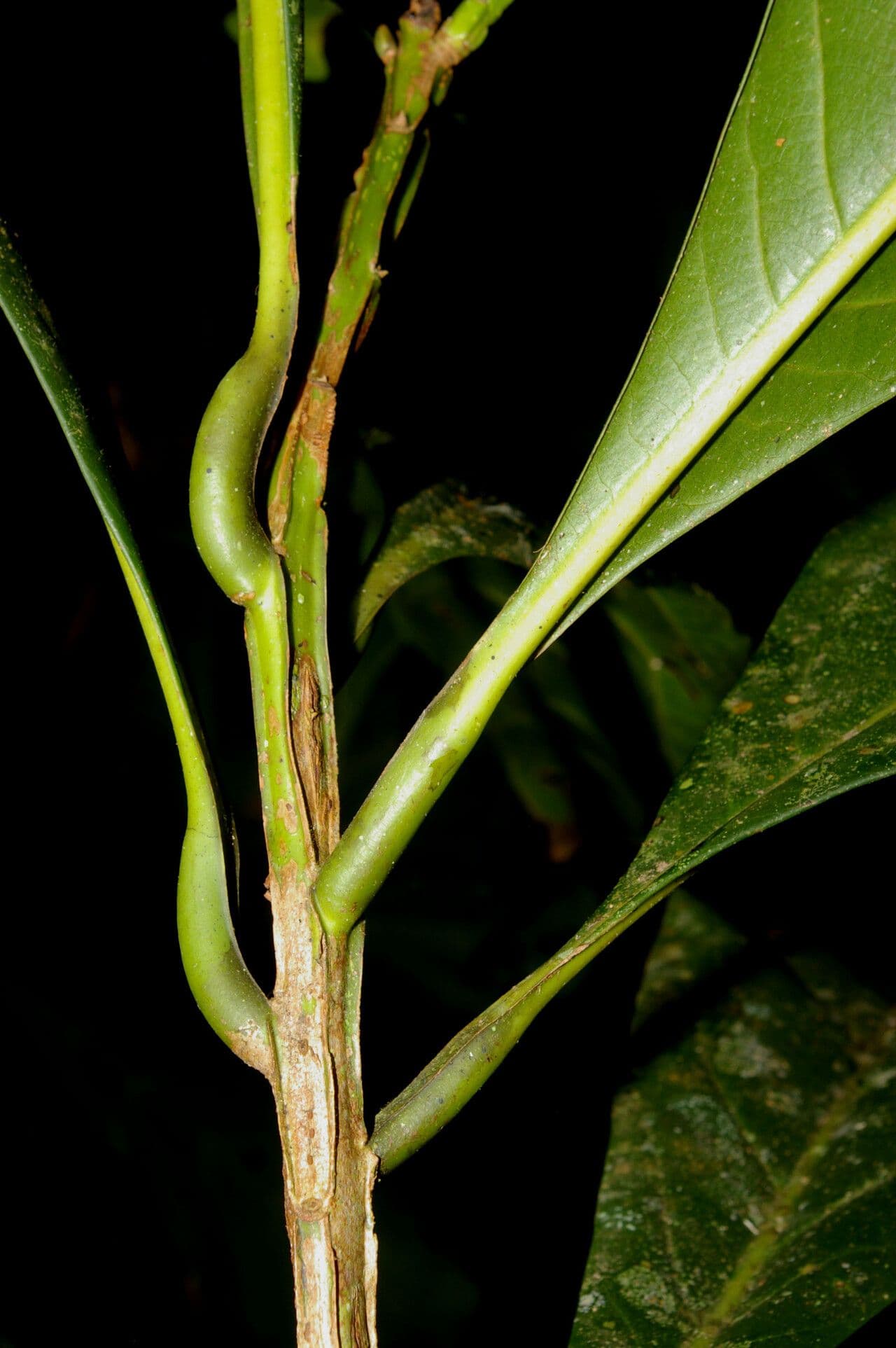 Ocotea pentagonale 4
