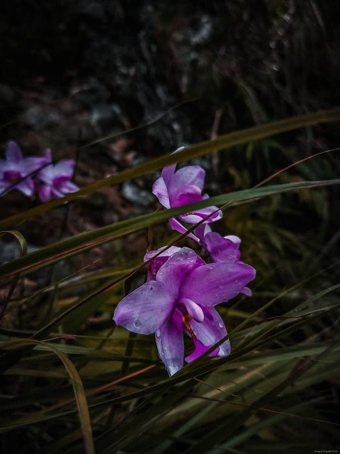 Calopogon tuberoso 3