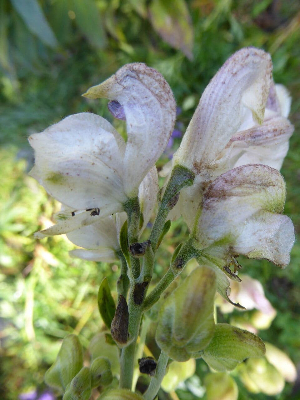 Aconito napello 22