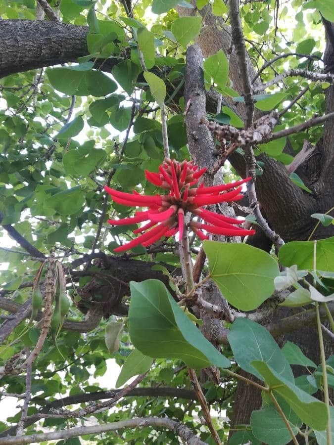 Erythrina 16