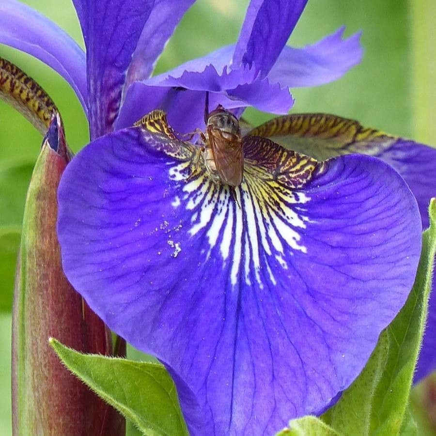 Iris versicolor