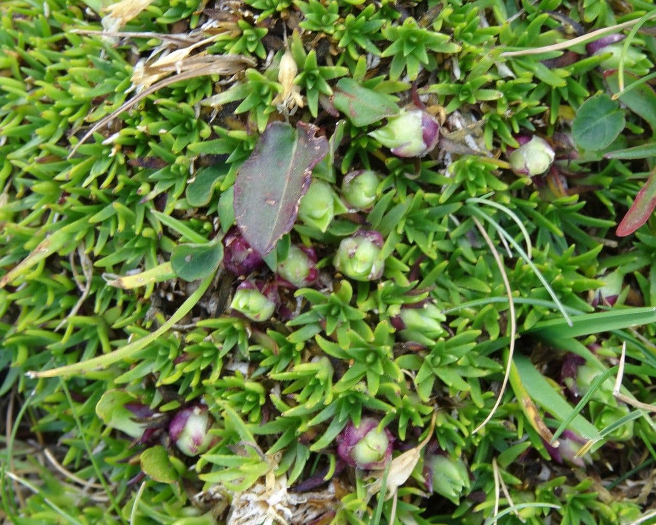 Minuartia sedoide 4