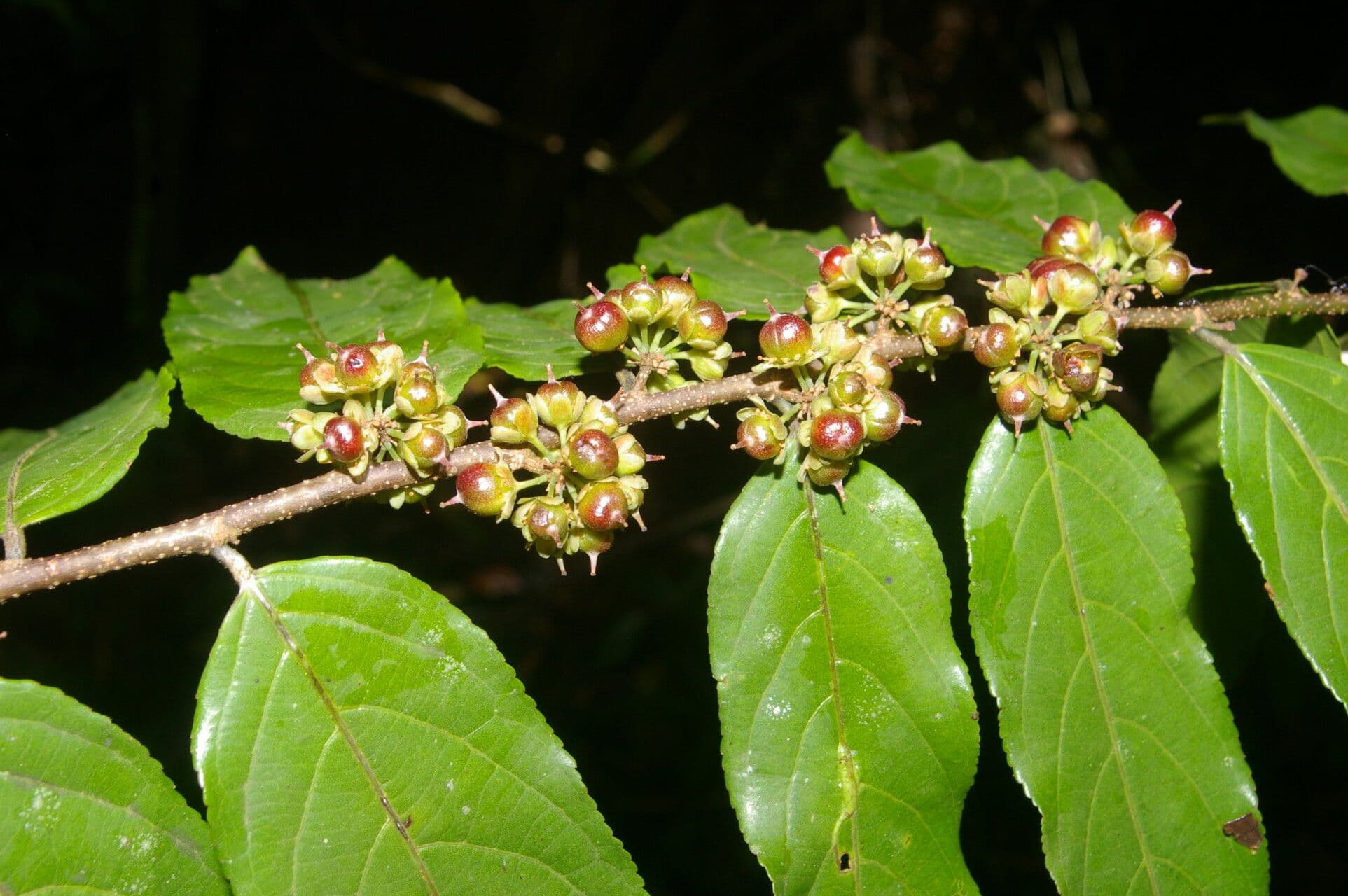 Casearia 2