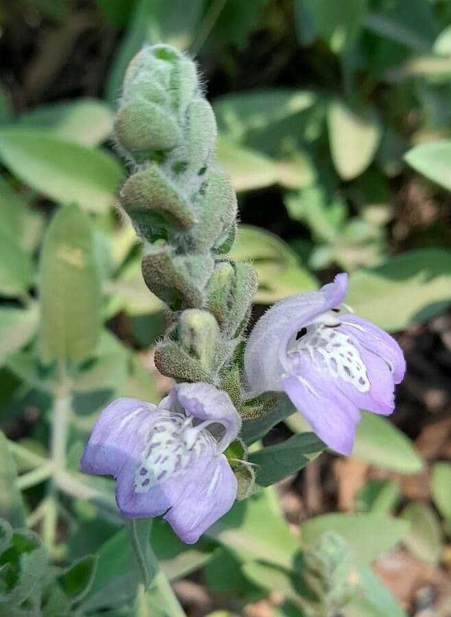 Giustizia