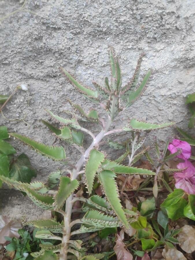 Kalanchoe 8