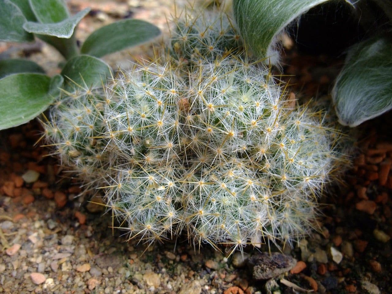 Cactus proliferante 15