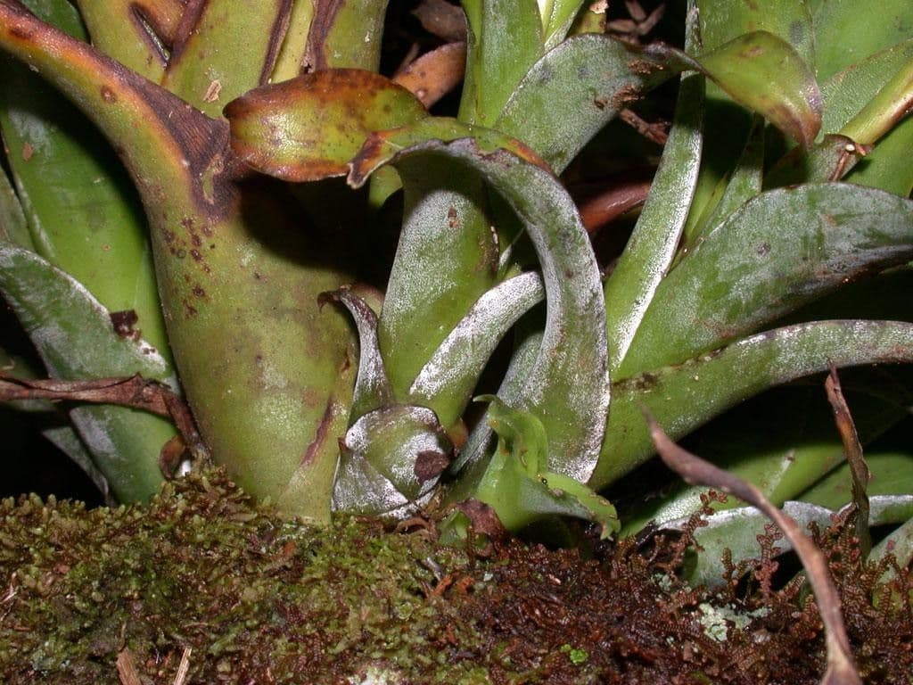 Catopsis sessiliflora 3