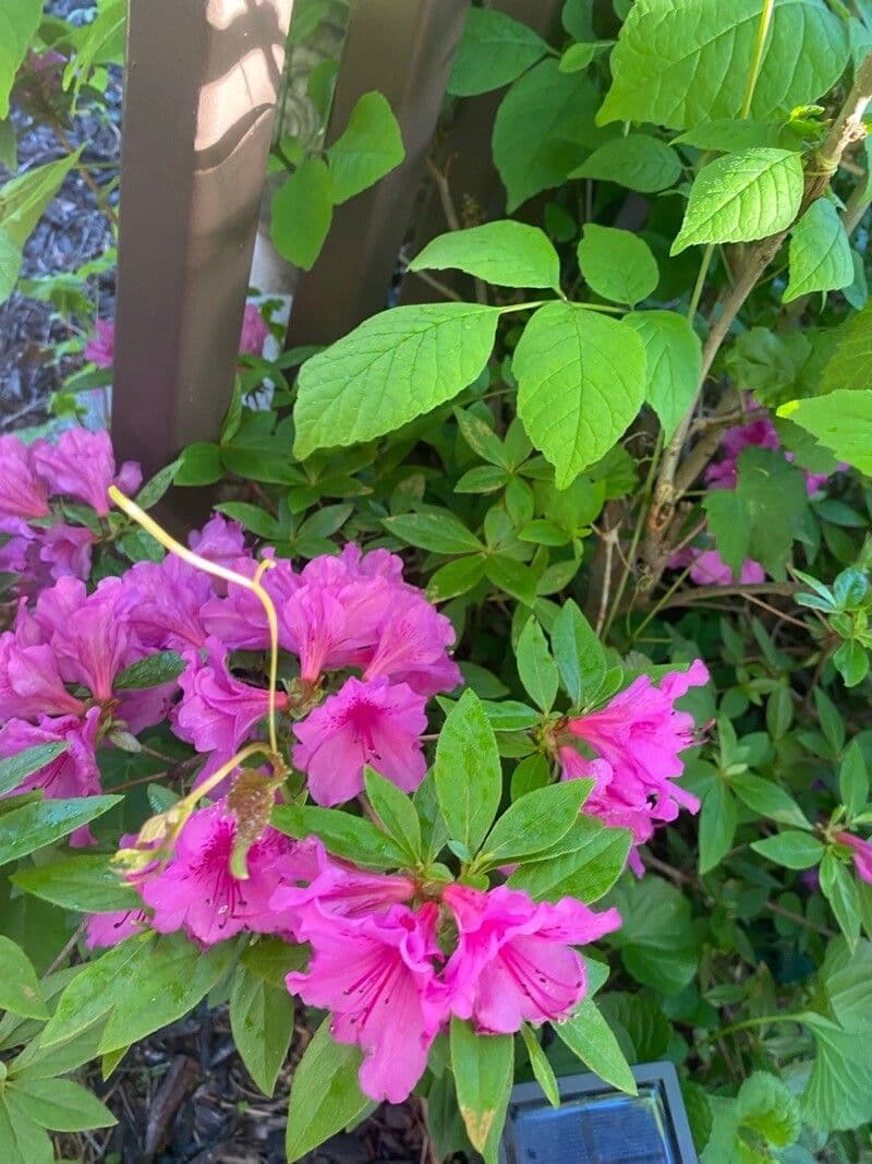 Azalea precoce 16