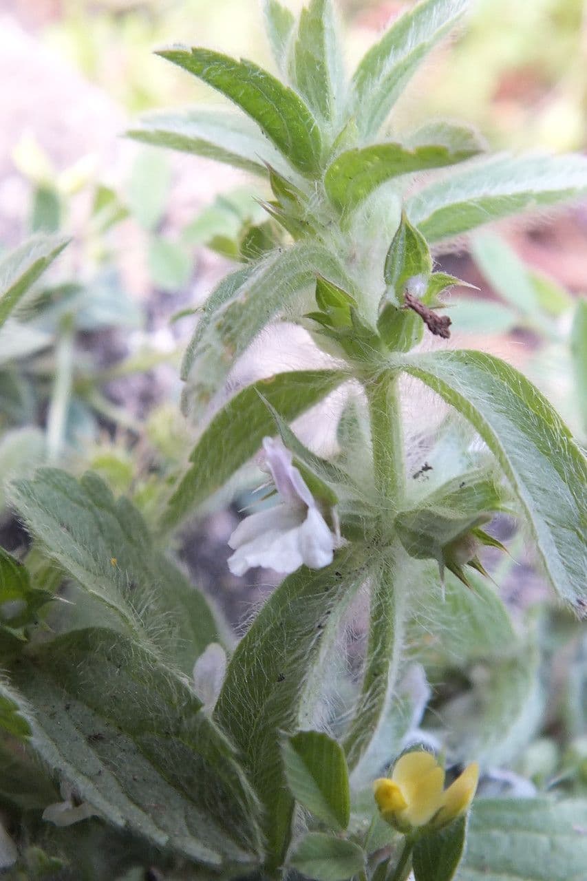 Sideritis romana 15