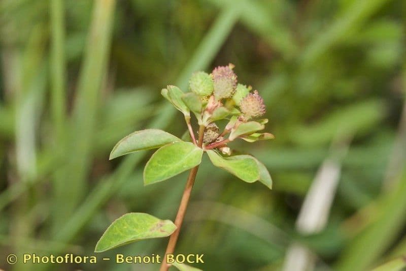 Gekantete Wolfsmilch