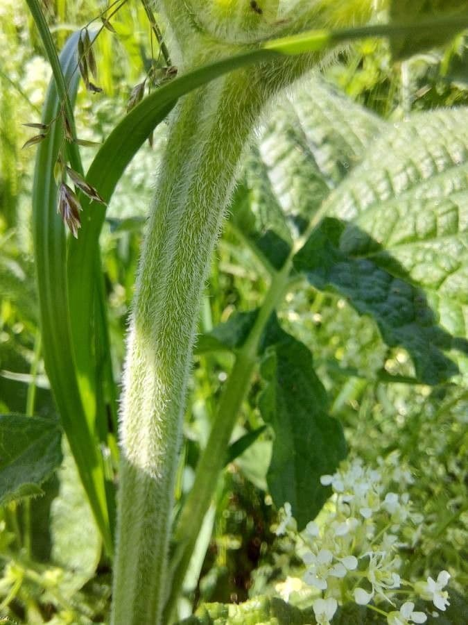 Salvia verticillata 24