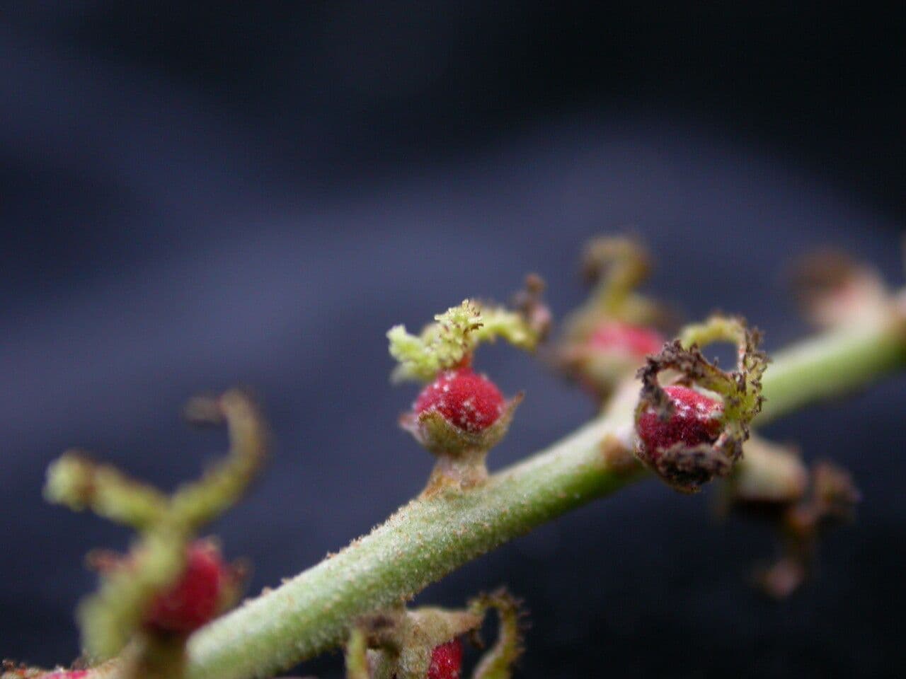 Mallotus philippensis 12