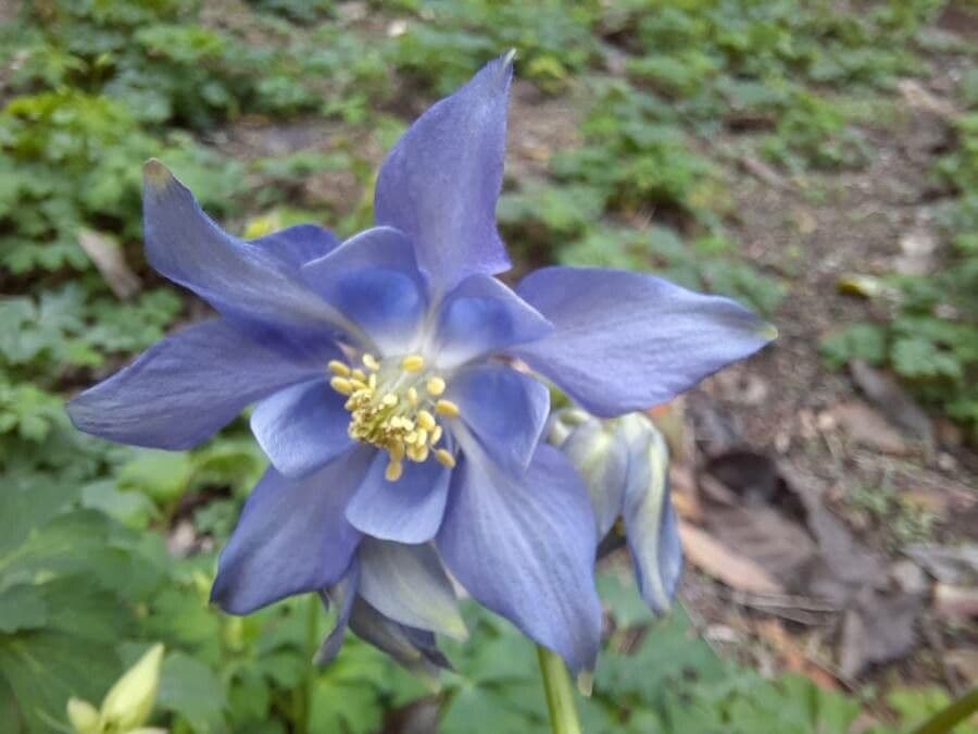Alpine columbine 7