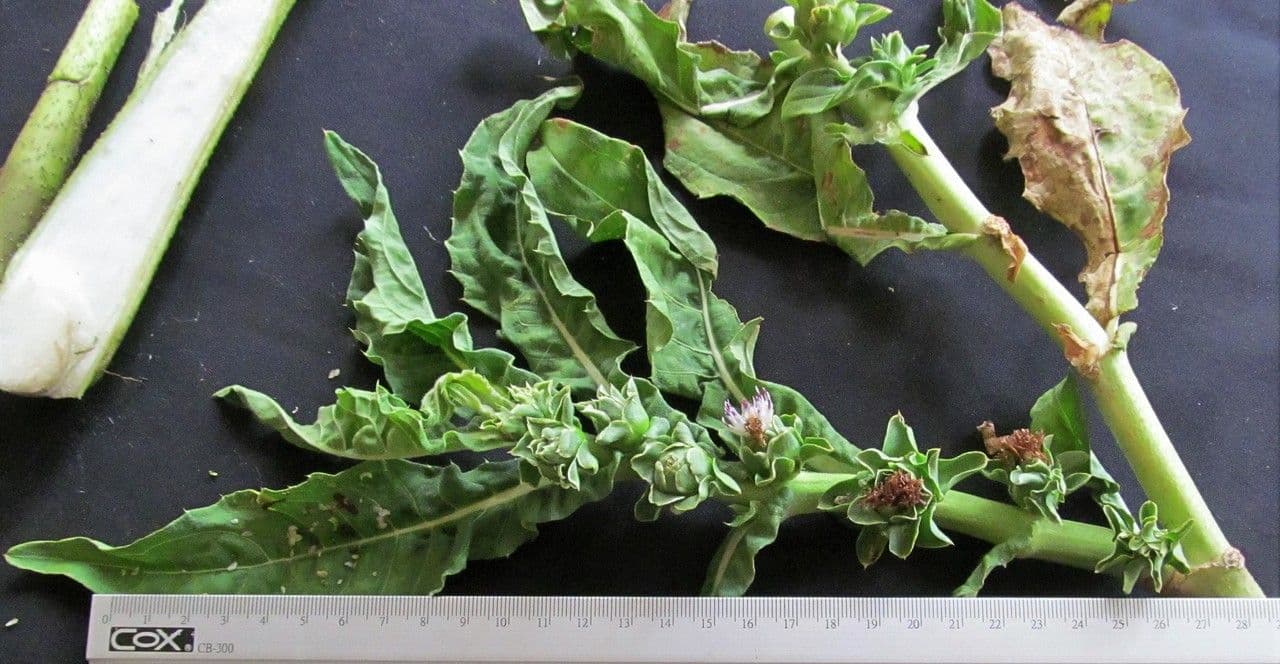 Essbare Pacourina 8