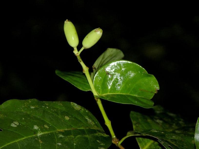 Chione venosa 22