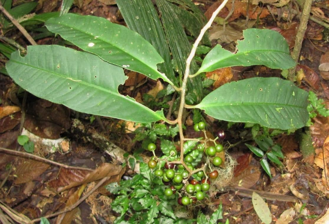 Ardisia 12