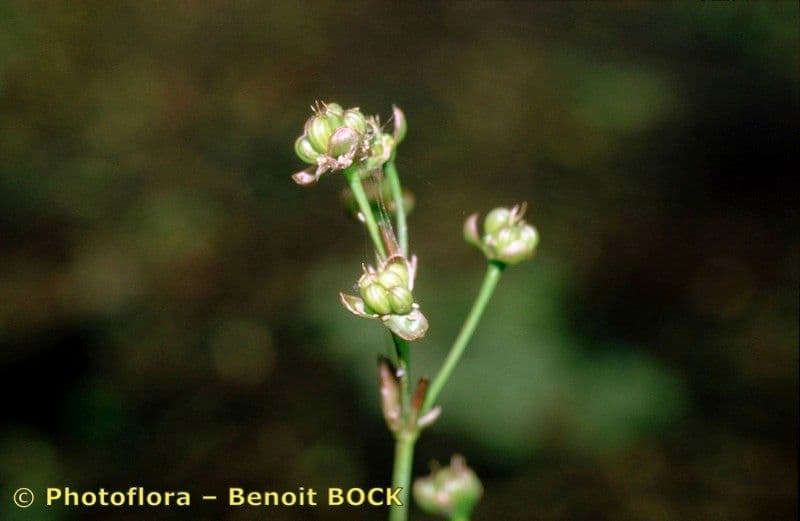 Caldesia parnassifolia 15