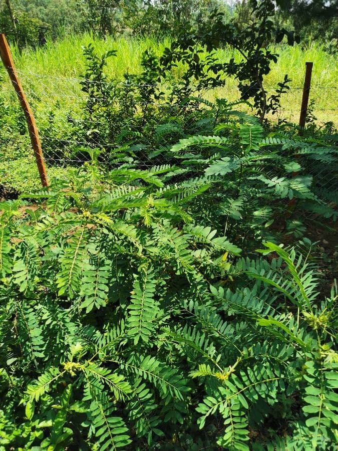 Peltophorum africano 20