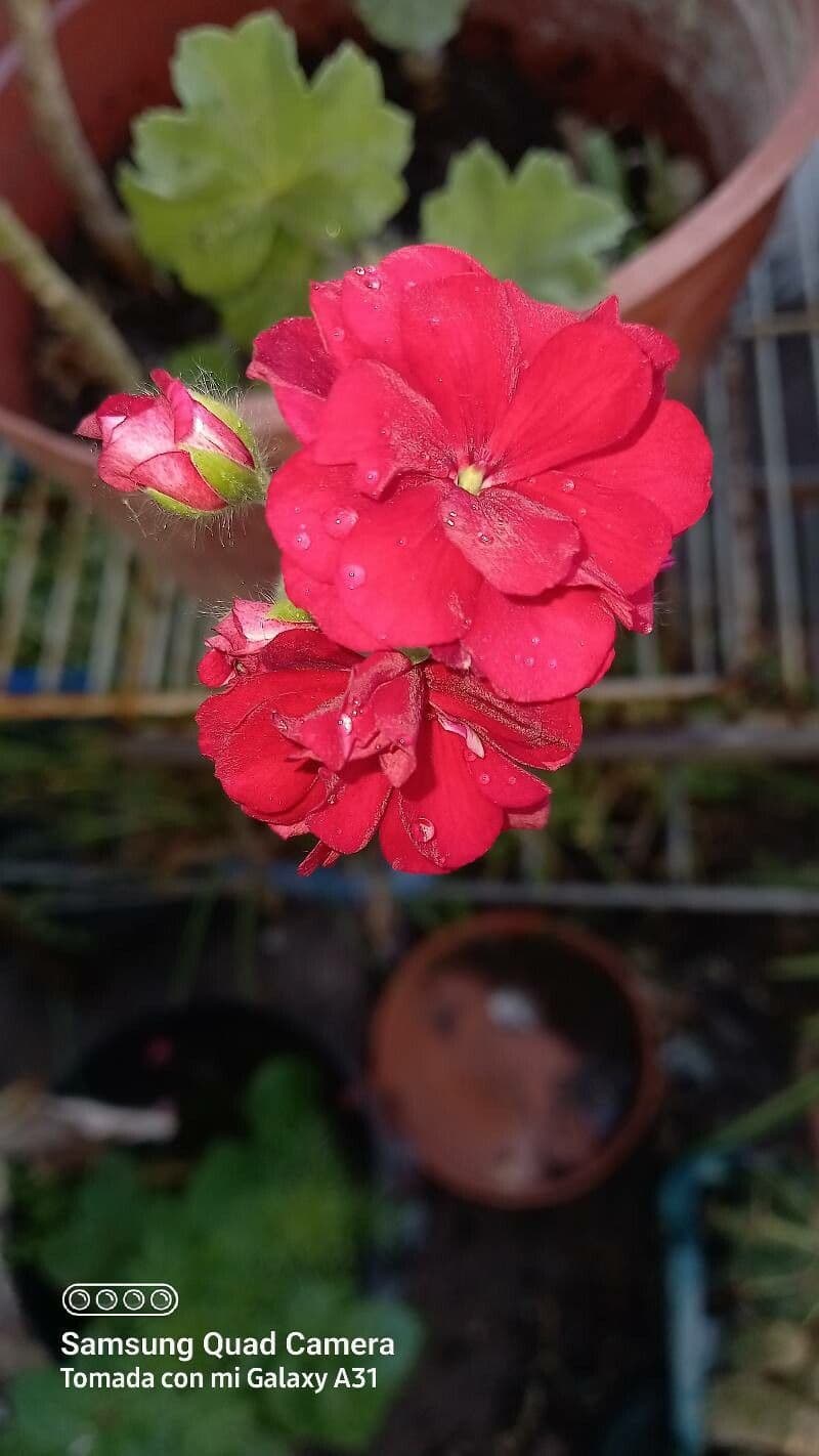 Pelargonio 8
