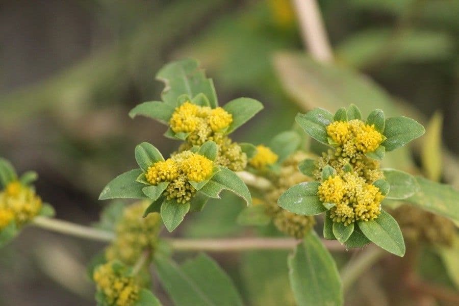 Flaveria bidentata