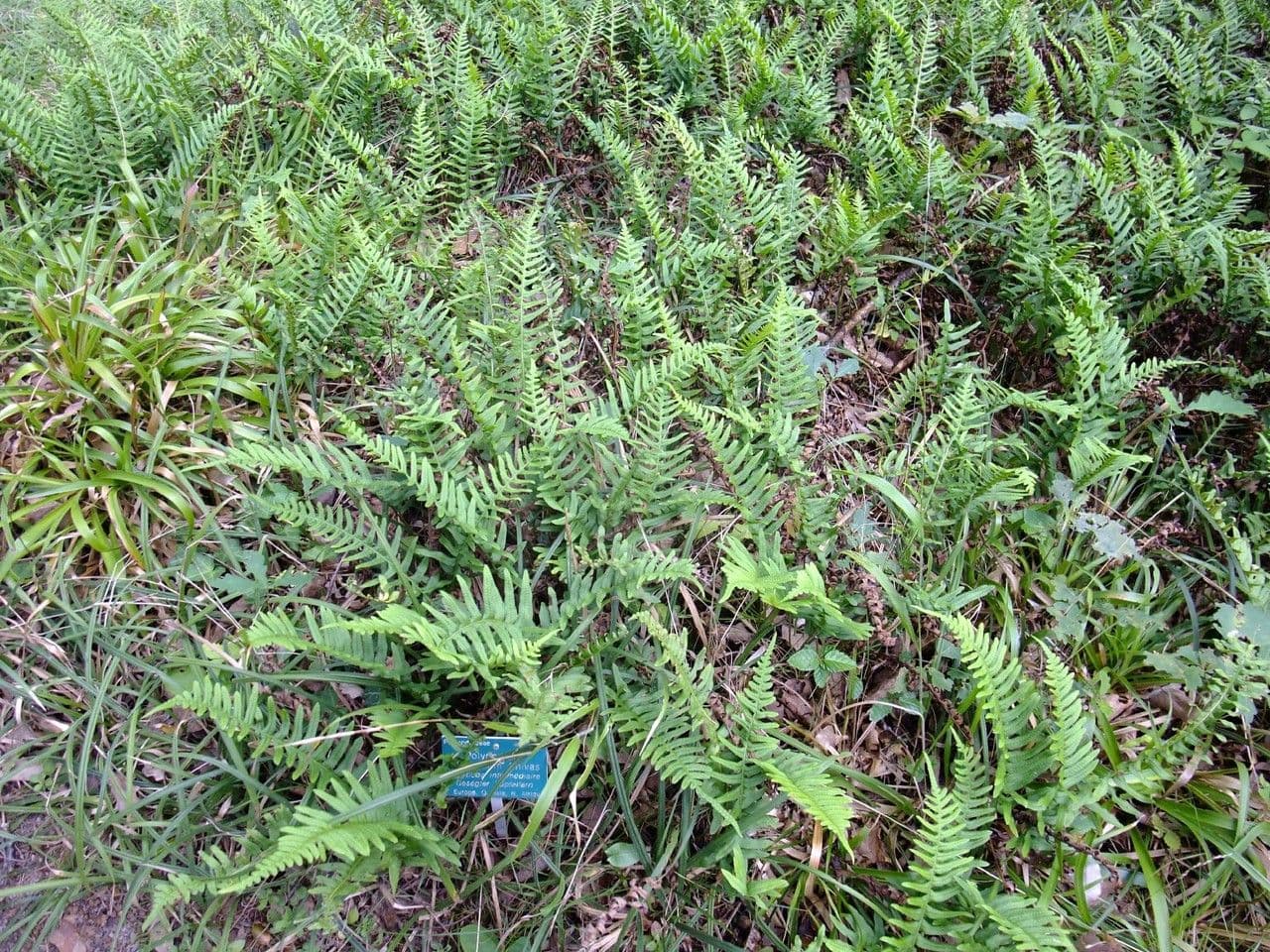 Polypode intermédiaire 15