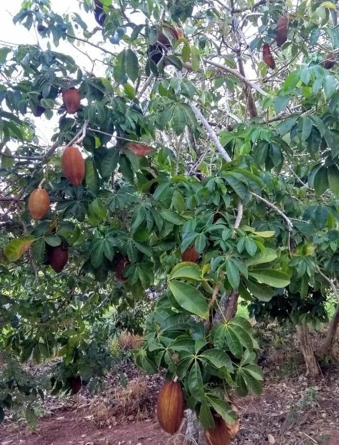 Pachira glabra 26