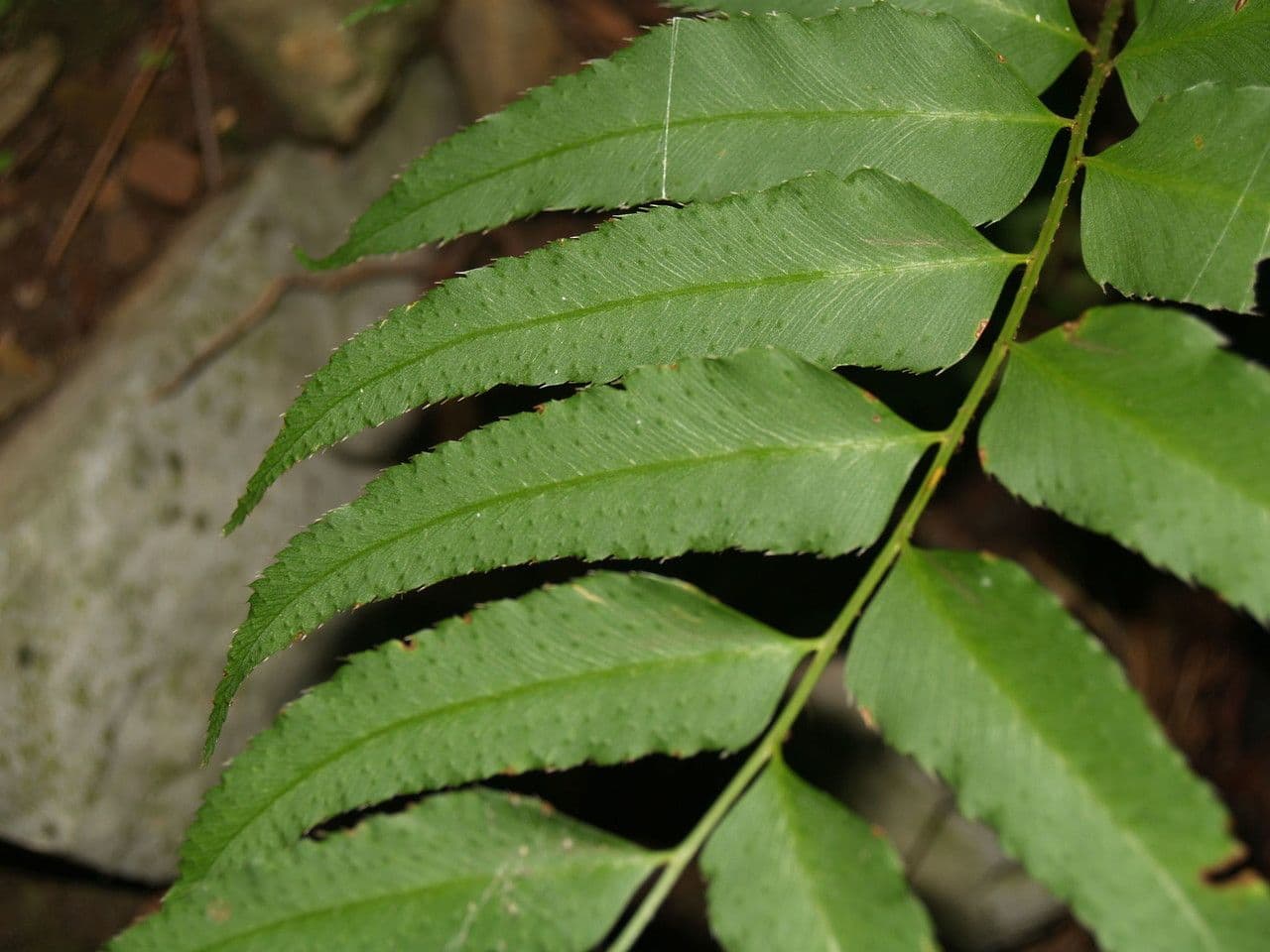 Phanerophlebia umbonata 7