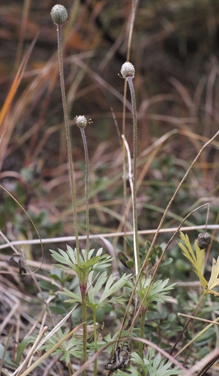 Anemone multifida 8