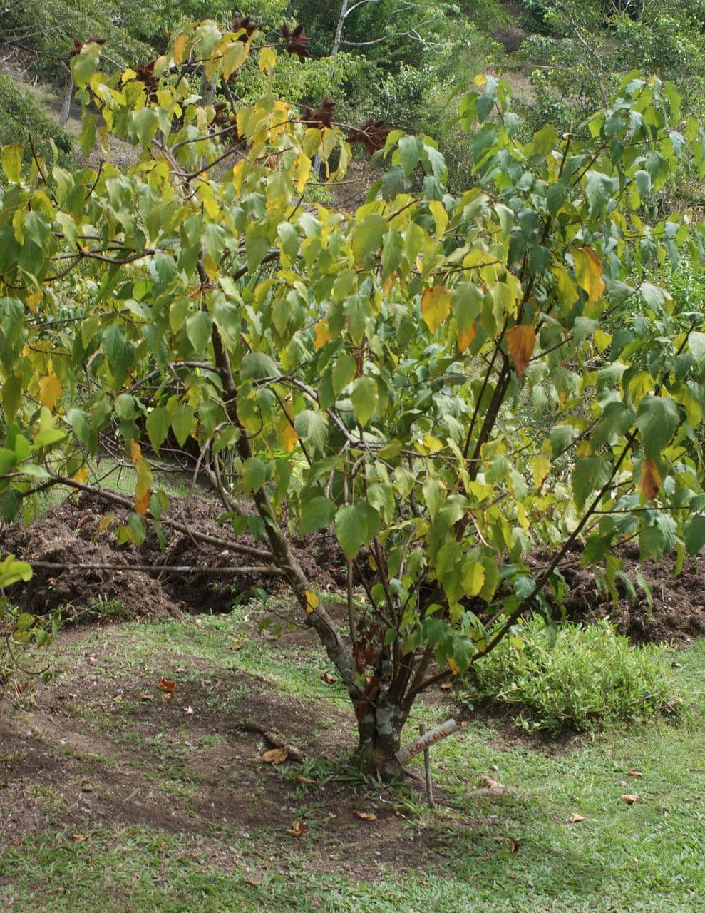Achiote 13
