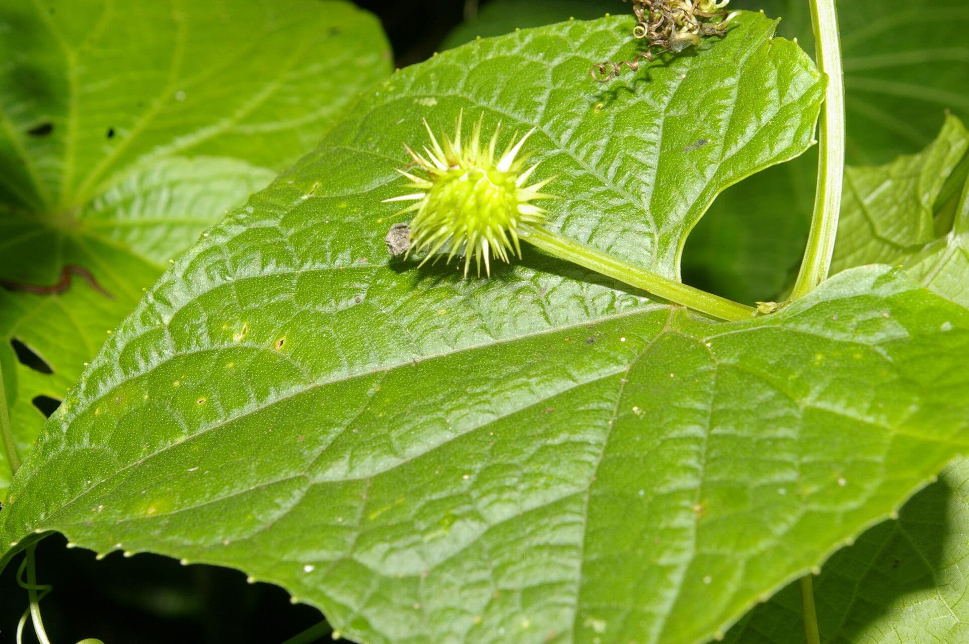 Echinopepon 7