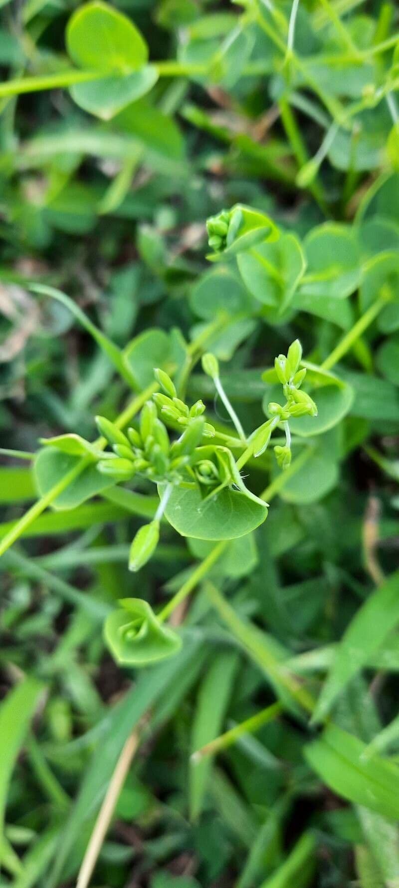 Drymaria cordata 2