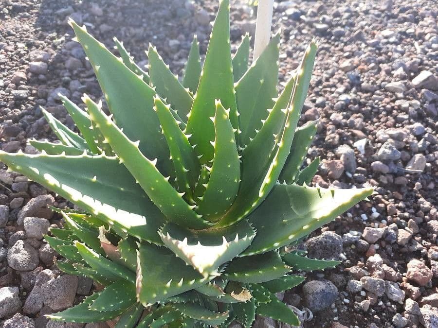Aloe 3