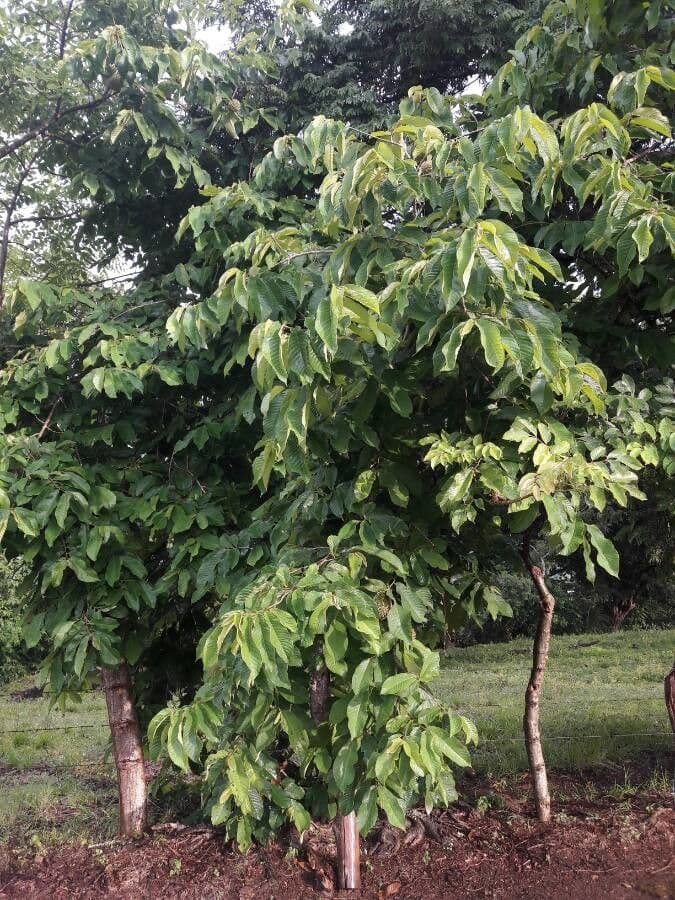 Annona purpurea 9