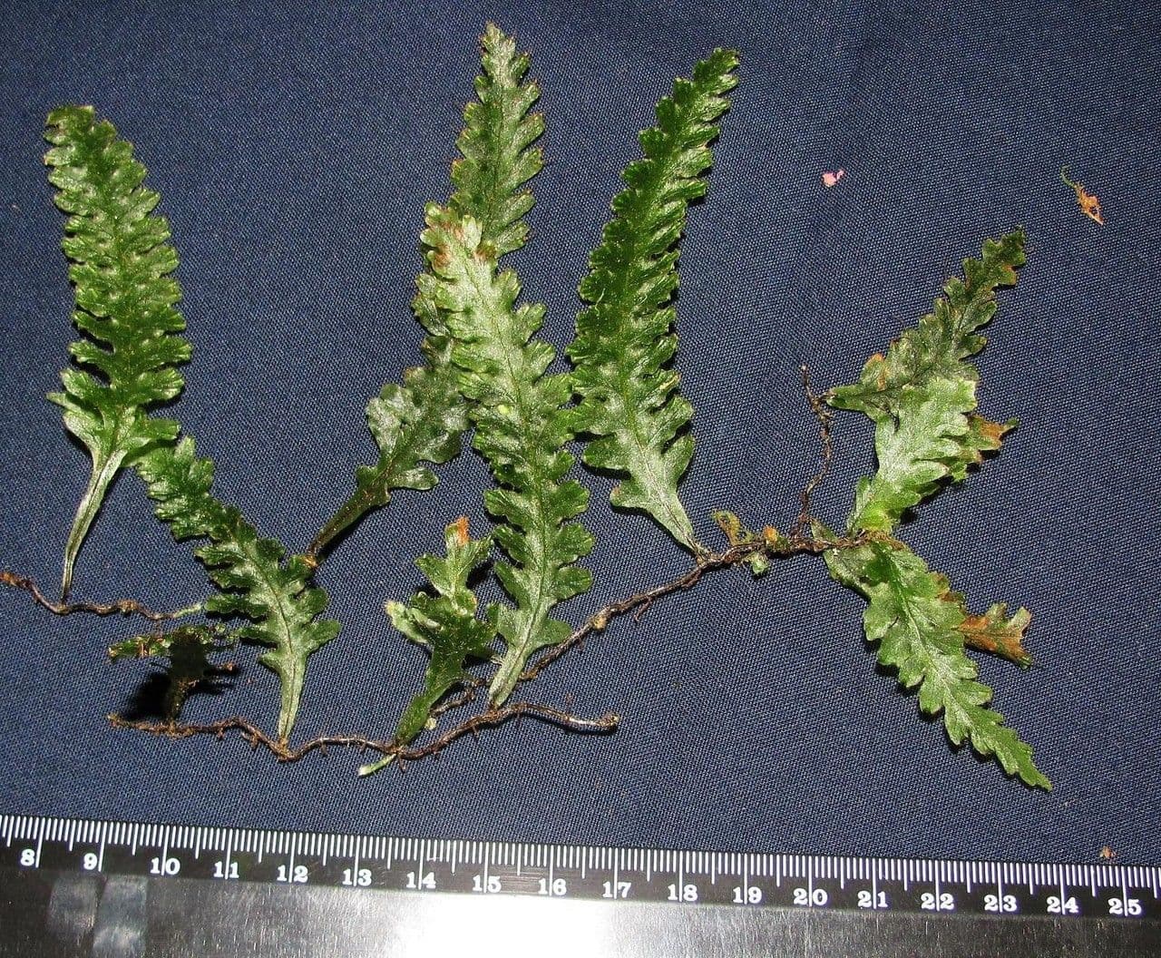 Trichomanes polypodioides 6